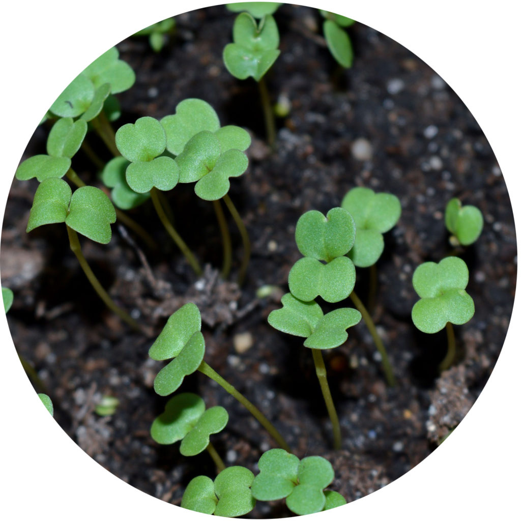 radish seeds in soil