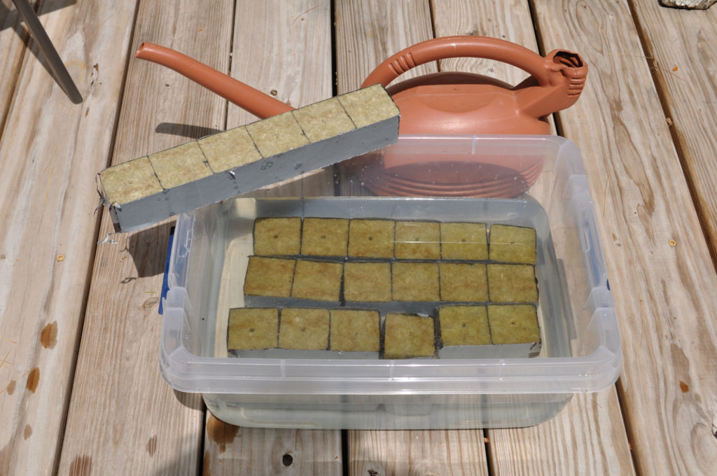 Rockwool seed-starting cubes soaking in a clear basin of nutrient solution