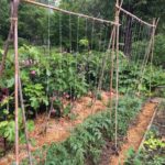 Emma Biggs tomatoes