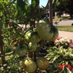 Emma Biggs tomatoes
