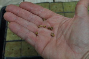seed starting hydroponics