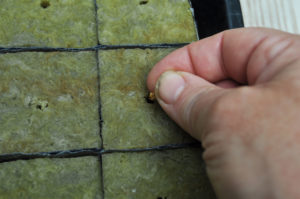 seed starting hydroponics