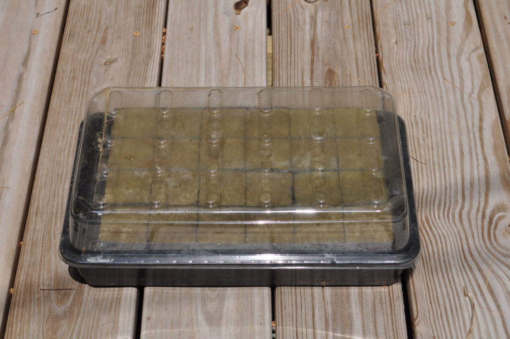 Seed-starting tray of rockwool cubes covered with a clear plastic humidity dome