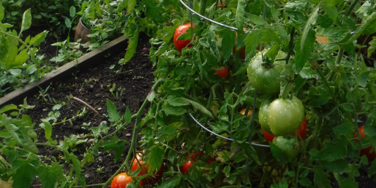 Emma Biggs tomatoes