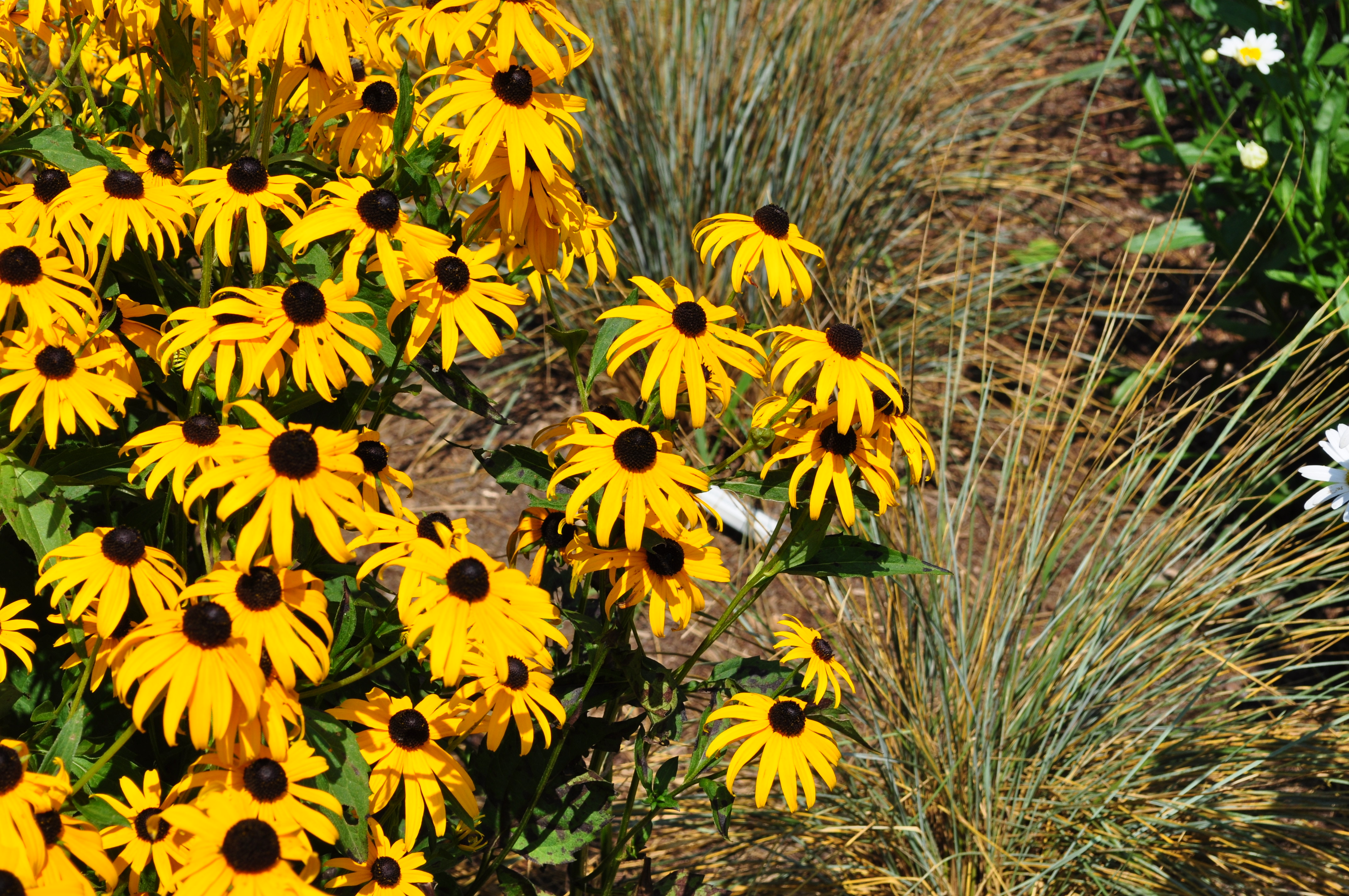 Plant Families For Pollinators - KidsGardening