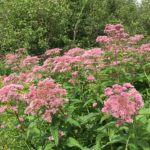 flower families