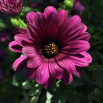 flower families