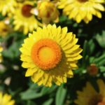 flower families