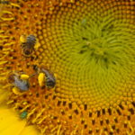 flower families