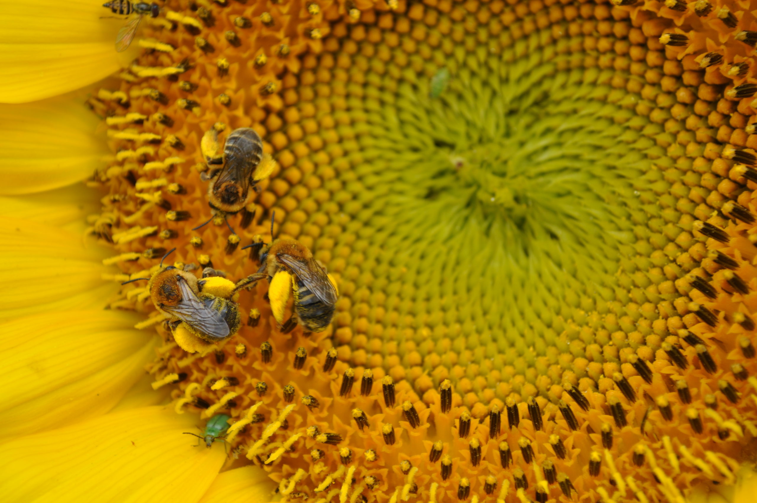 Plant Families For Pollinators - KidsGardening