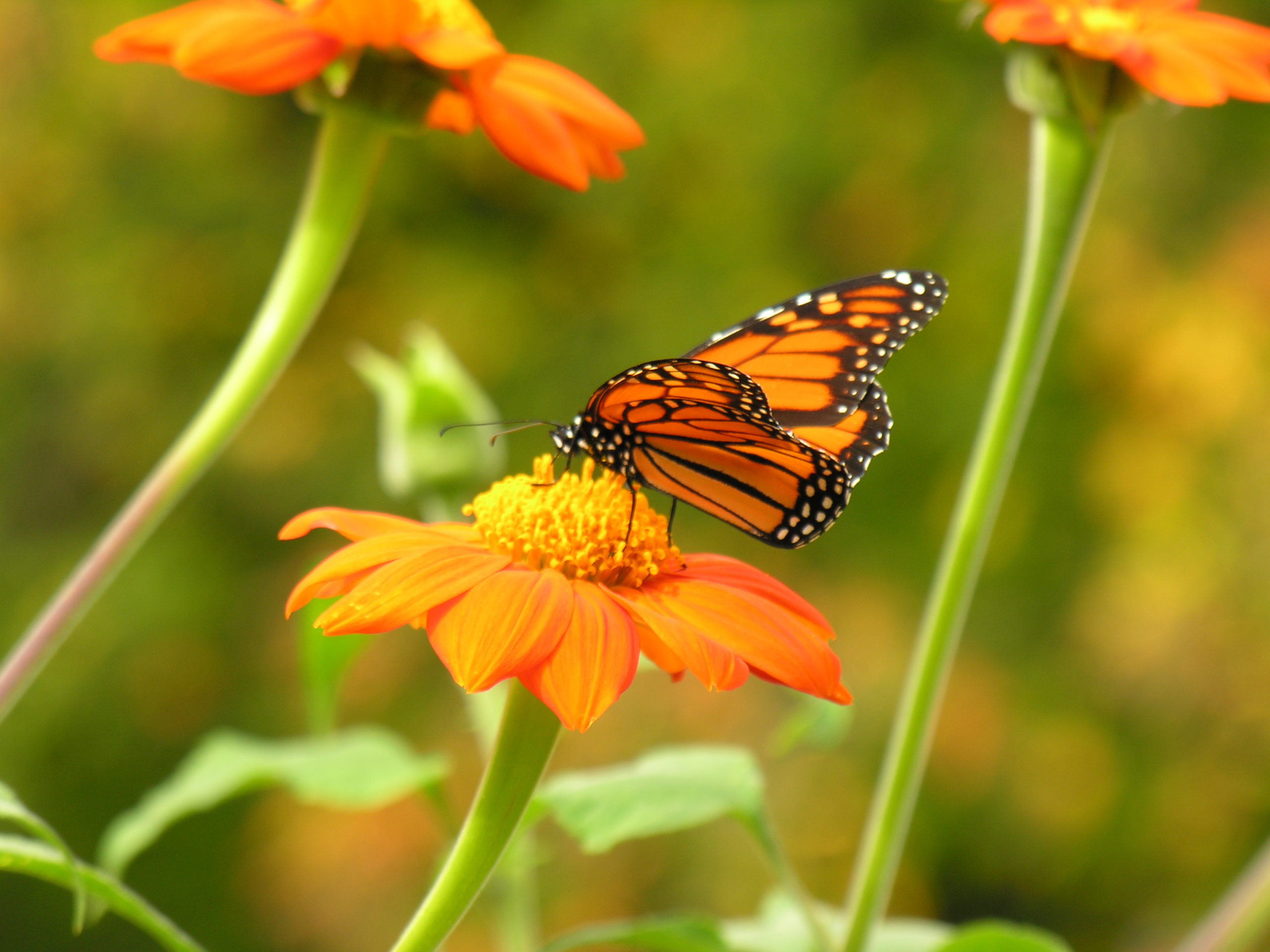 Plant Families For Pollinators - KidsGardening