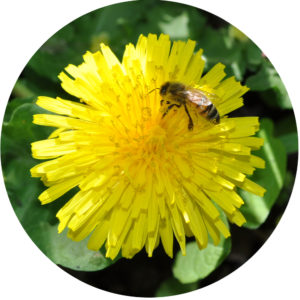 Dandelions growing guide