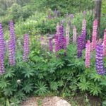 plant families