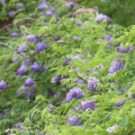 plant families