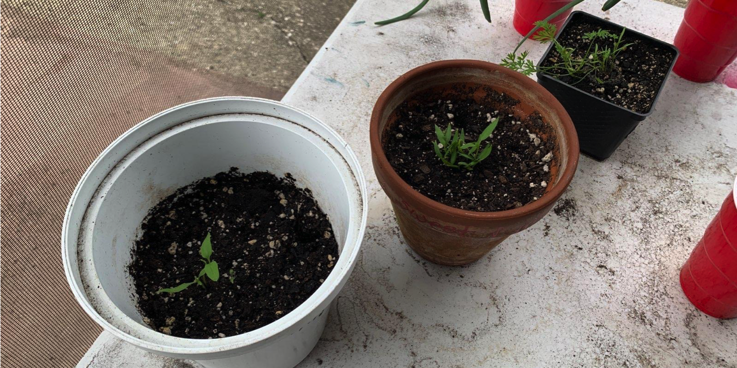 love makes me grow gardening programs for families