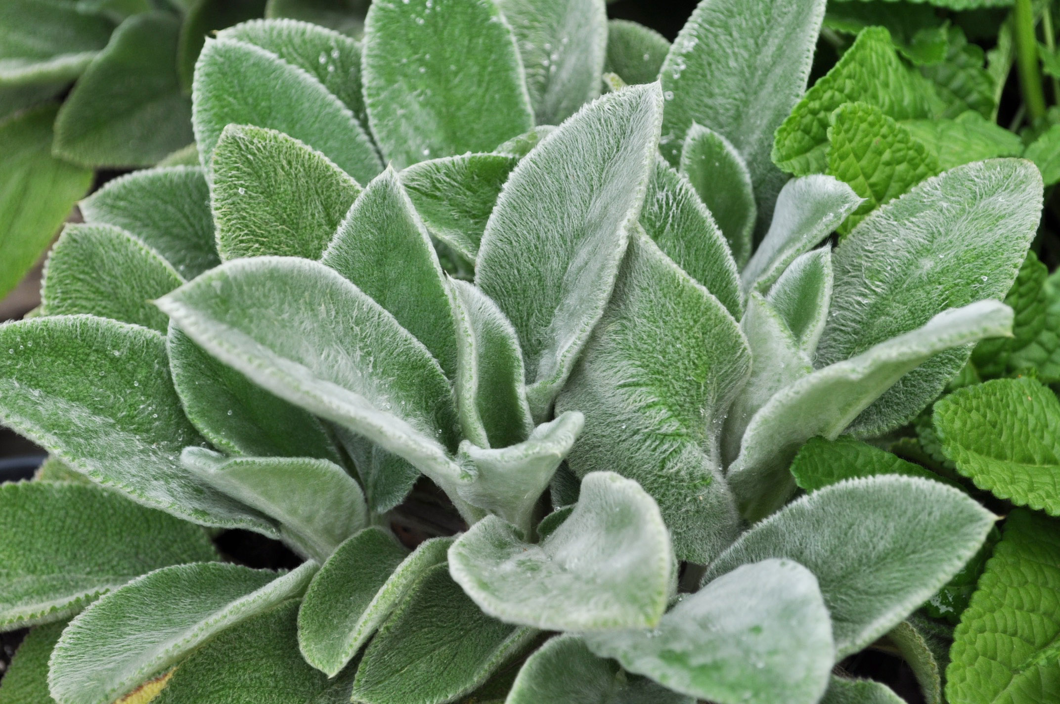 mint-lambs-ear_49949053696_o - KidsGardening