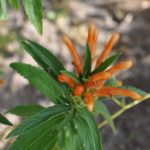 plant families