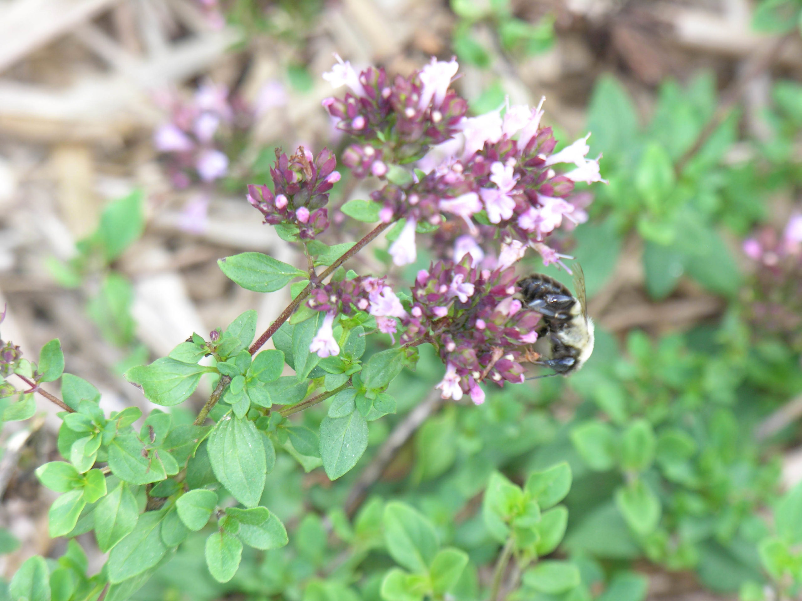 mintoregano_49948538758_o KidsGardening