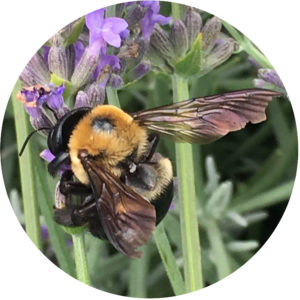 Pollinator Jeopardy