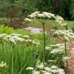 Plant families