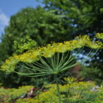 plant families