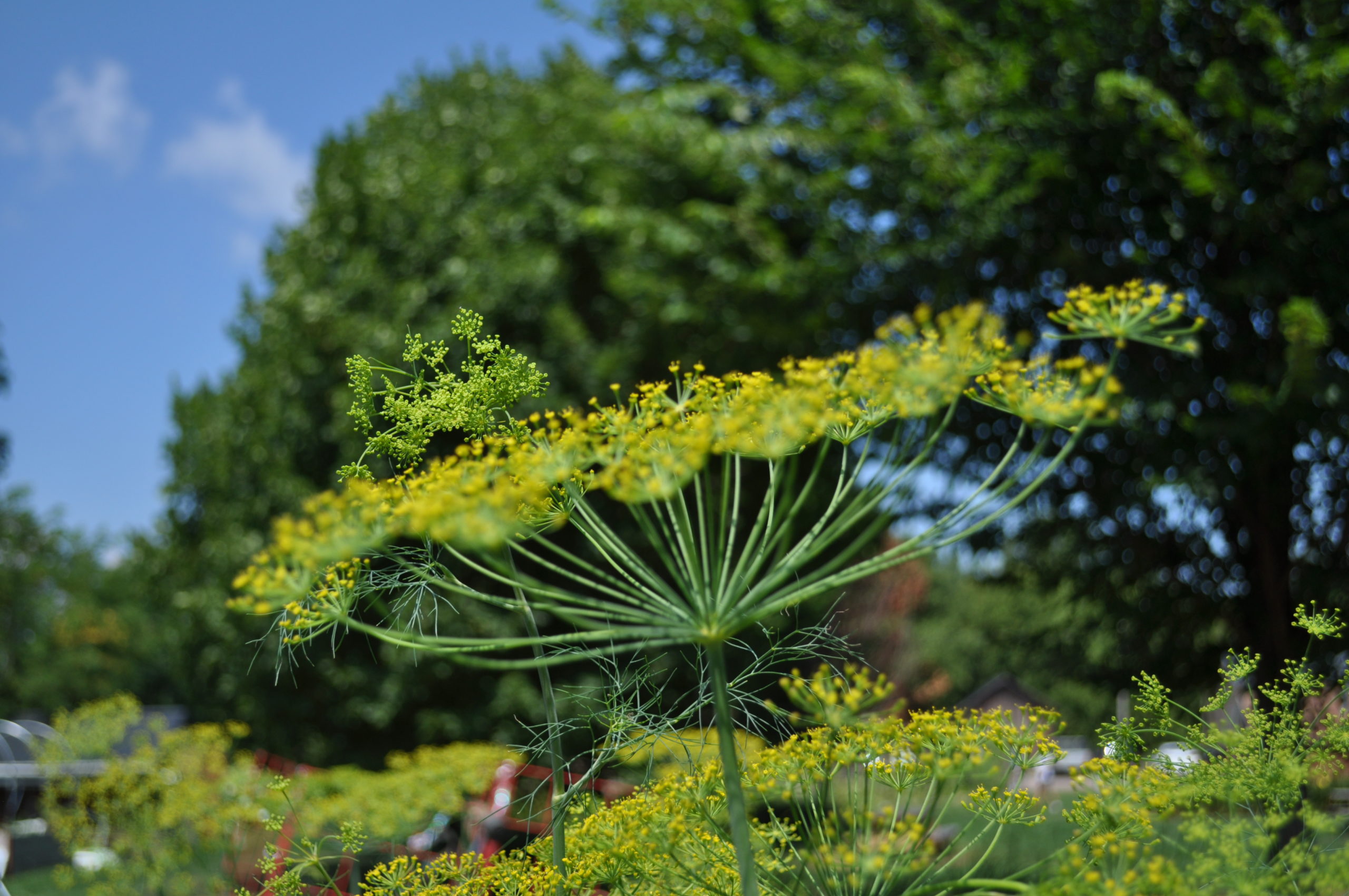 Plant Families For Pollinators - KidsGardening