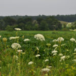 plant families