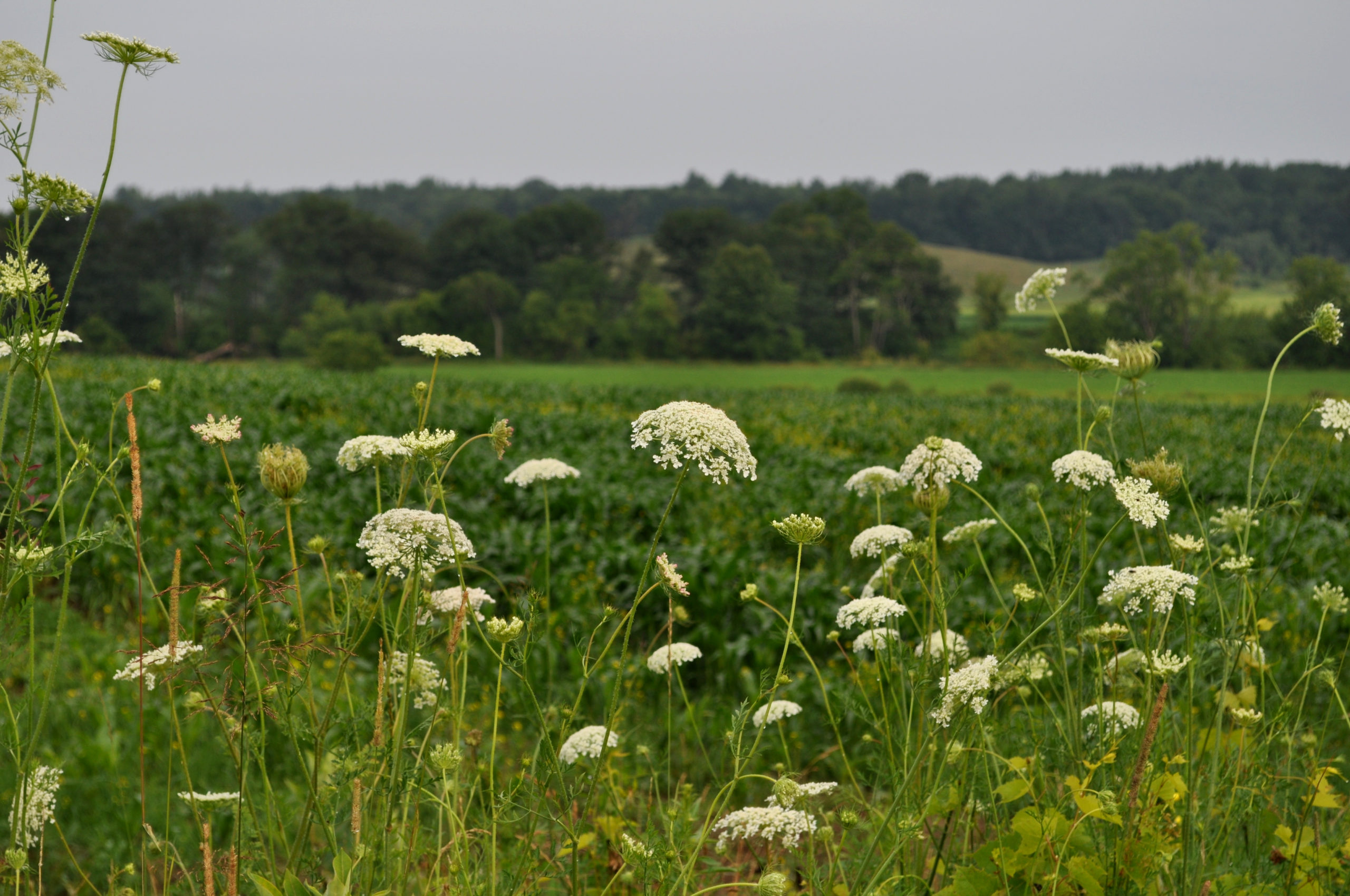 Plant Families For Pollinators - KidsGardening