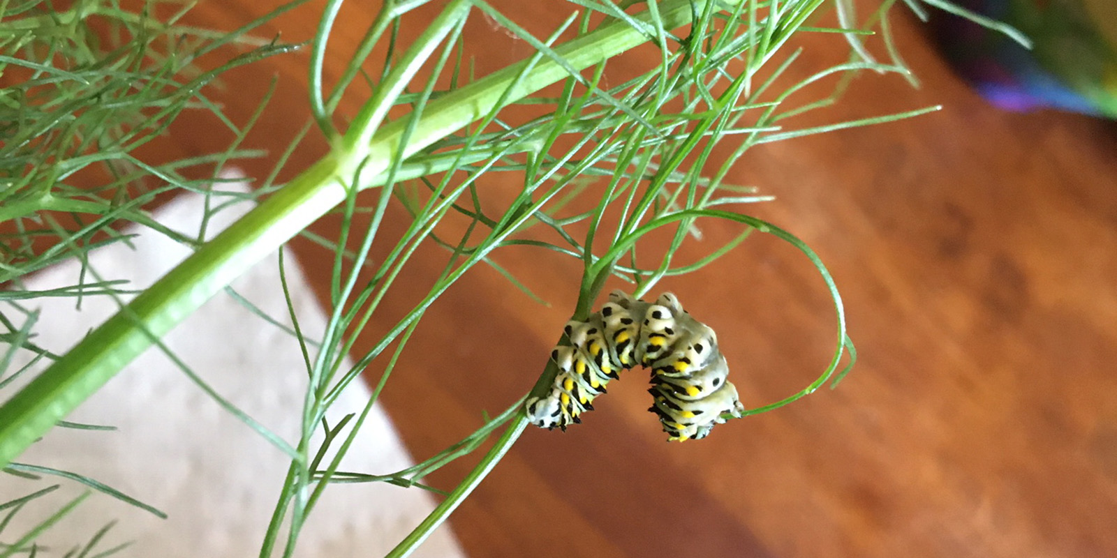 Dilly swallowtail caterpillar blog header swallowtail caterpillar