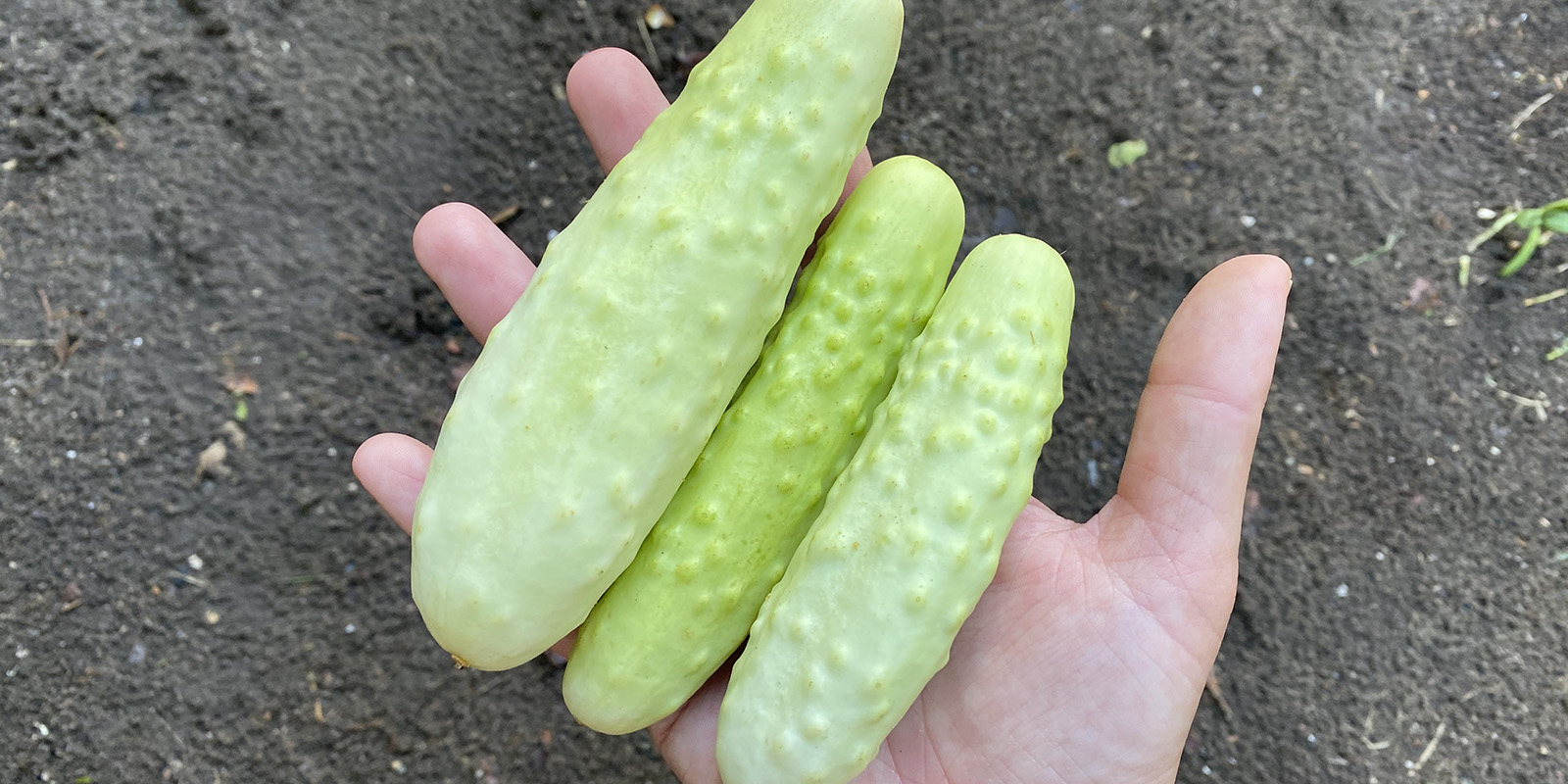 garden snacks header garden snacks