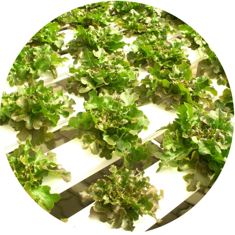 hydroponic farming