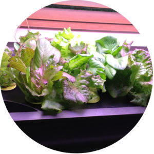 best crops hydroponics