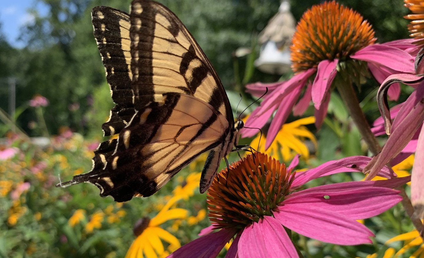 Butterfly on echinacea Pollinators