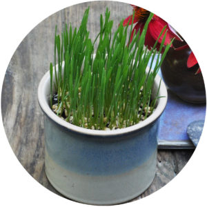 wheatgrass growing guide