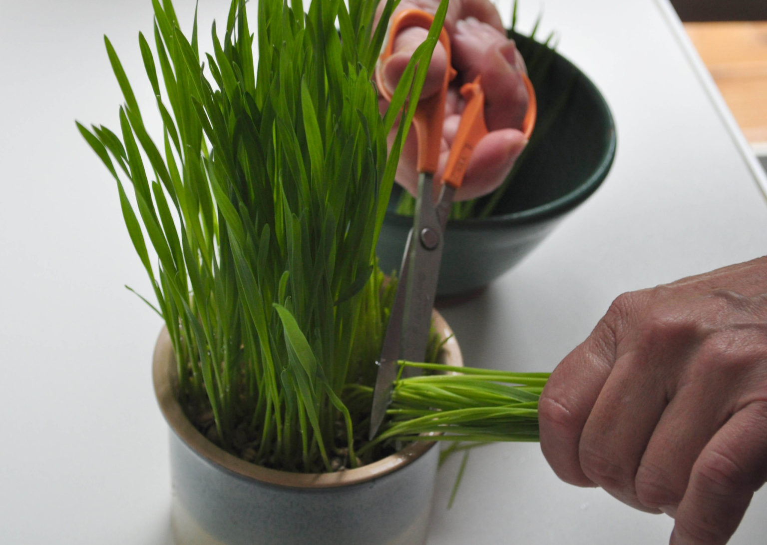 wheatgrass-harvest-kidsgardening