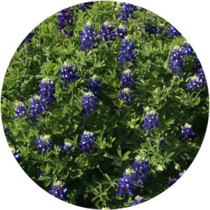 wildflower lesson