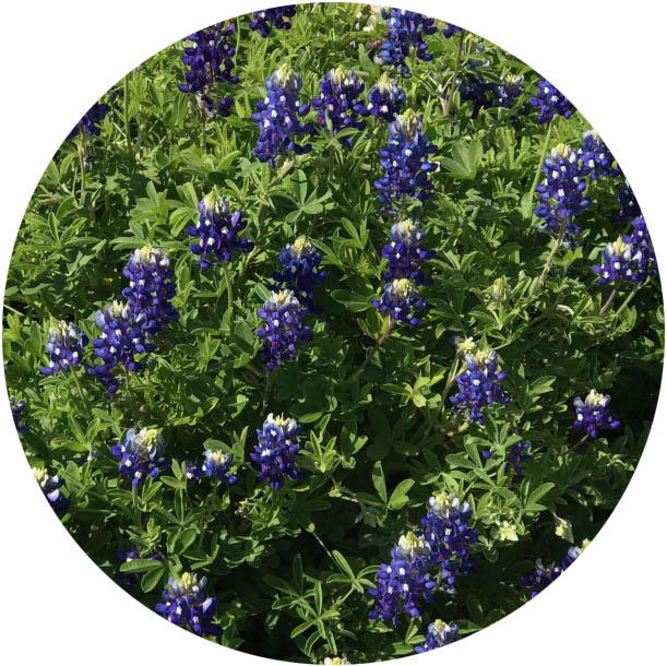 wildflower lesson