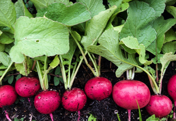 radishes plant parts