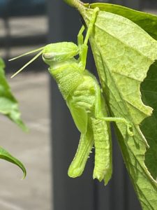 photo contest