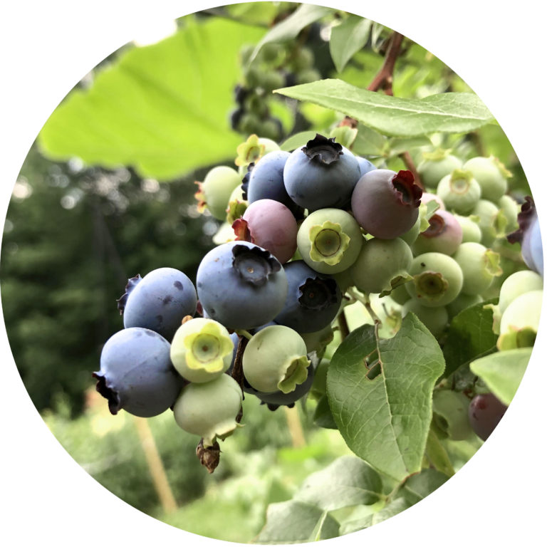 Blueberries
