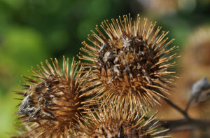 Burdock bur with tiny hooks that cling to clothing and fur