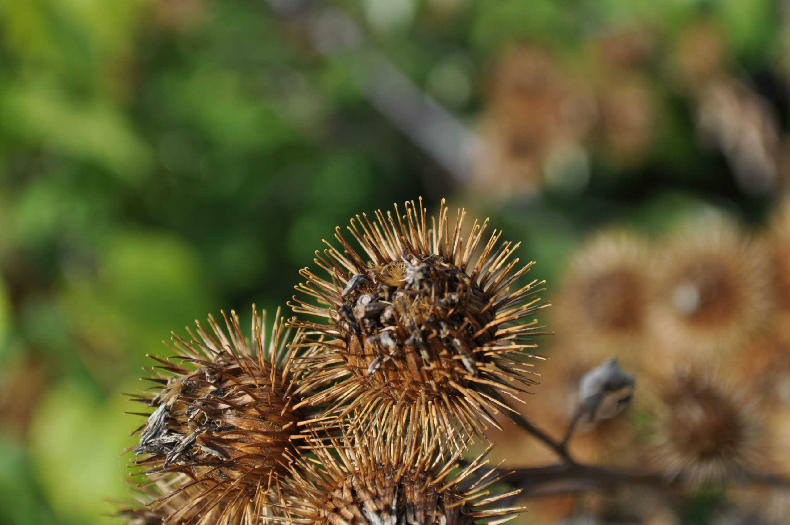 burdock-bur-with-tiny-hooks-kidsgardening