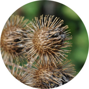 burdock bur showing hooks that cling to clothes and fur