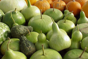 Newly harvested gourds drying on a rack