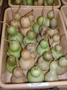 gourds drying in bin