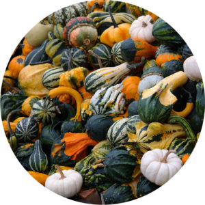 gourds growing guide