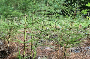 Horsetail plants