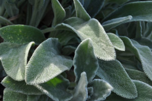 Close-up of fuzzy lamb's ears perennial plant