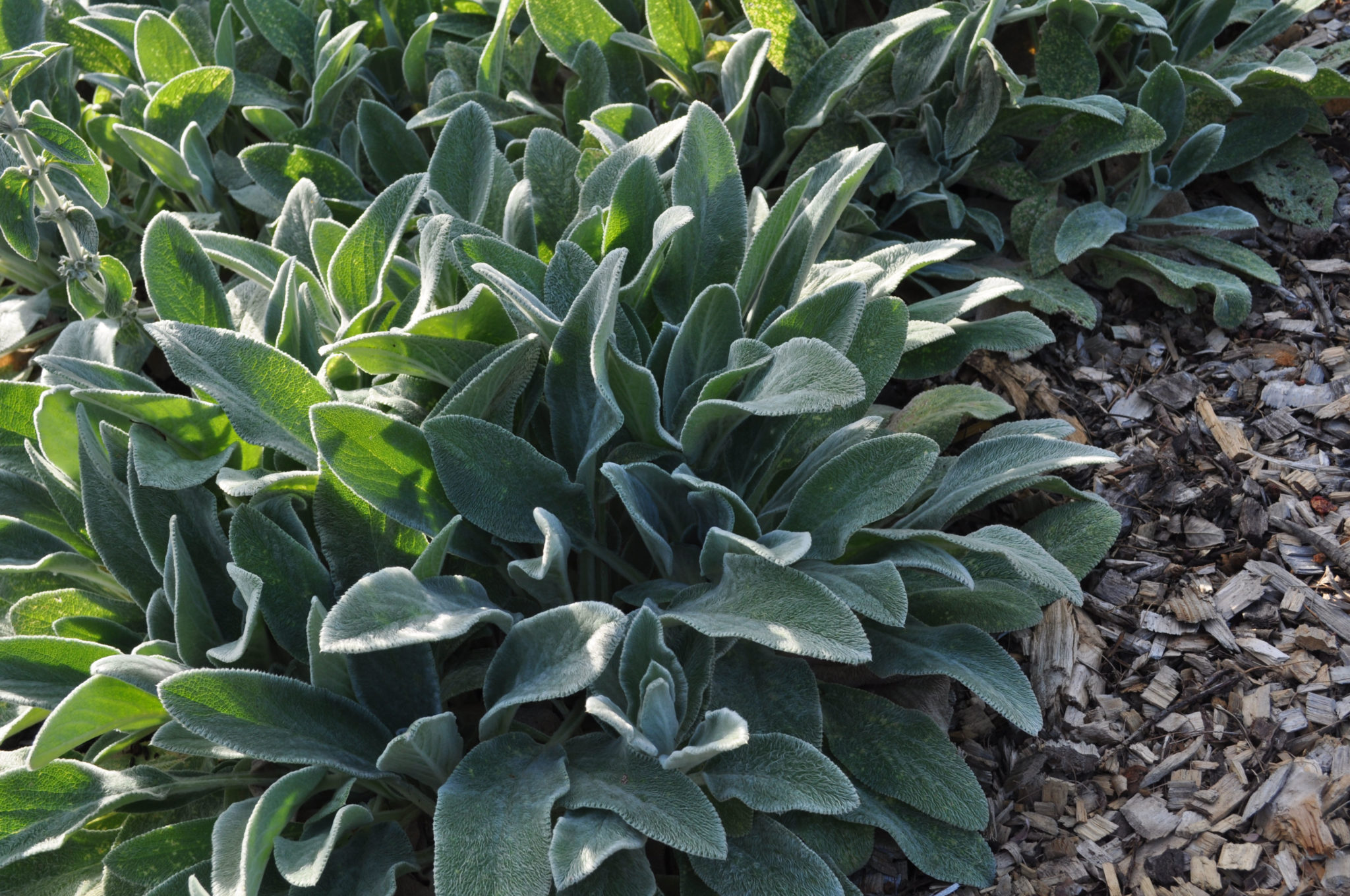 lambsearlarge KidsGardening