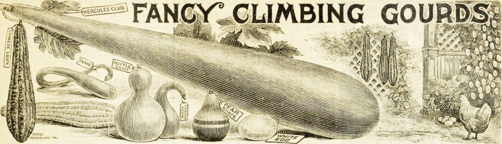 gourd illustration from 1902 May's Seed Catalog